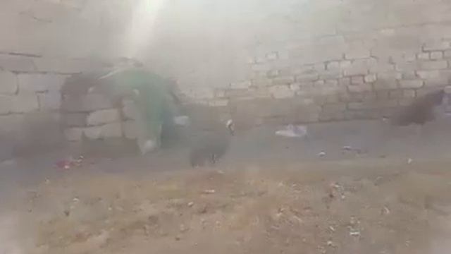 Кекилик VS петух смотреть онлайн