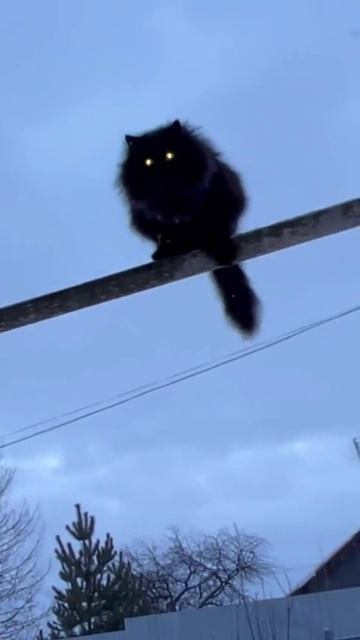 Умный кот