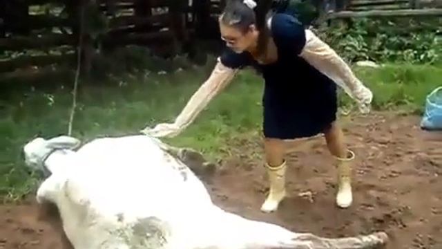 Не буди корову!Копытом по шнобелю!Жесть! смотреть онлайн