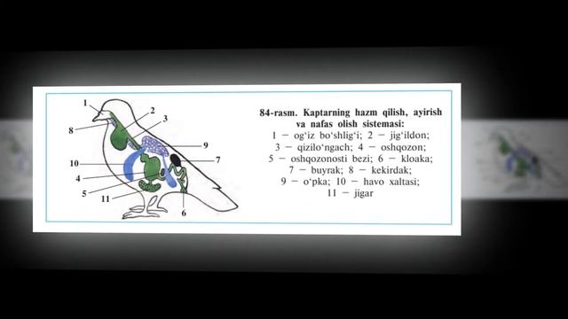 QUSHLARNING ICHKI TUZILISHI VA SEZGI ORGANLARI | ҚУШЛAРНИНГ ИЧКИ ТУЗИЛИШИ ВA СЕЗГИ ОРГAНЛAРИ.