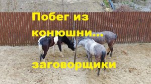Побег из конюшни )))...