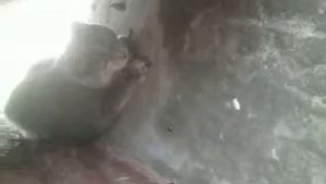 сима против я щерицы