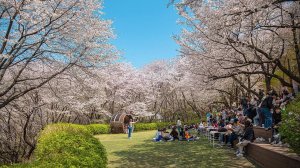 Most Beautiful Secret Cherry Blossom Walk in Seoul ｜ Walking Tour Korea