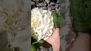 Гортензия крупнолистная Schneeball (Шнеебол)