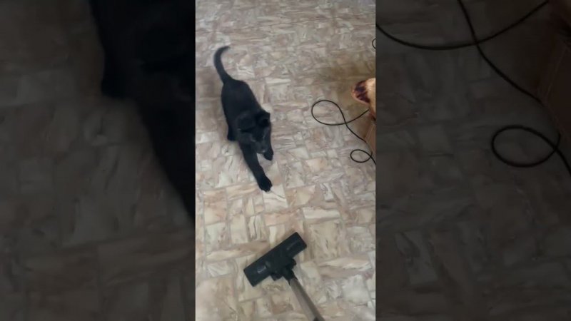 Отважный сыночек ЦЕРО смело идёт в атаку на злой страшный пылесос