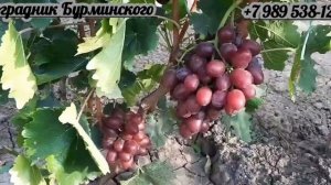 НОВИНКА!!! ГФ. Винограда БЕЗЫМЯННЫЙ (Калугин В.М.).