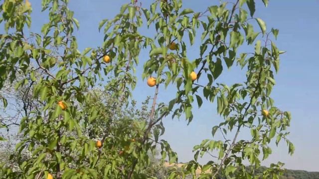 Лес из семян и косточек 739 смотреть онлайн