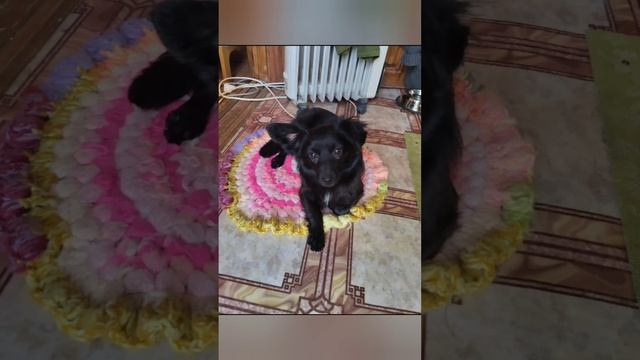 Миюша после приюта🐕 смотреть онлайн