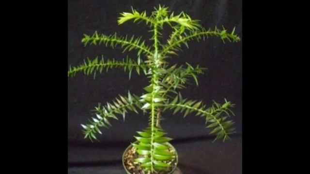 Araucaria heterophylla