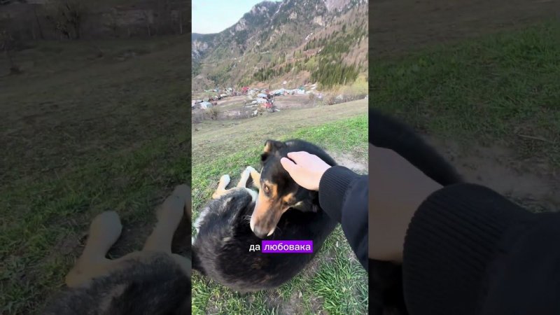 Эта собака как будто знает больше, чем мы… #вдохновение #собакагоры