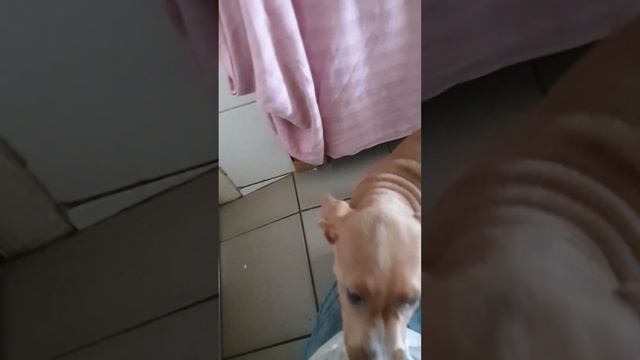 Щенок метис стаффа - это мальчик) По кличке Маус. Ищет дом. Приют Сириус в Киевской области. смотреть онлайн