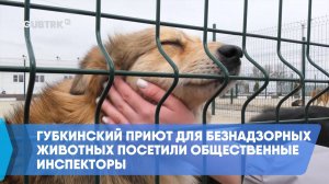 Губкинский приют для безнадзорных животных посетили общественные инспекторы