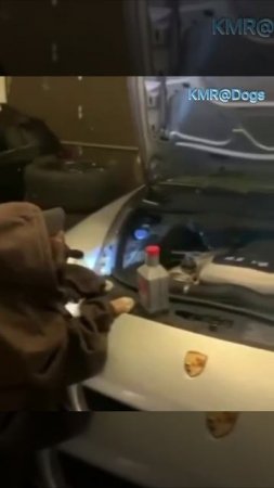 Опытный механик сделает диагностику автомобиля🛠️😂 ( видео про собак )