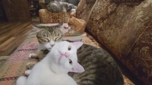 Коты на расслабоне. Cats relax