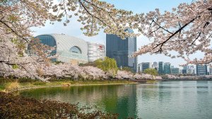 Walking Under Cherry Blossoms at Seokchon Lake 🌸 ｜ Seoul’s Hidden Gem Near Lotte World