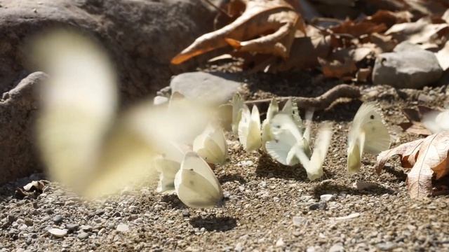 Insecta смотреть онлайн