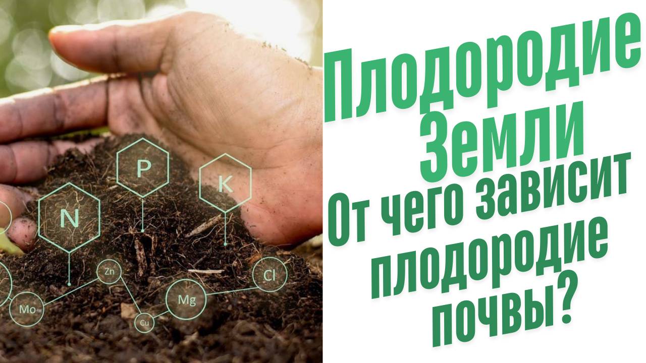От чего зависит плодородие почвы?