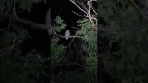 Писклявый птенец ушастой совы.