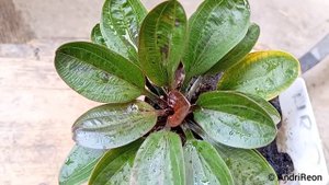 Emersed Aquatic Plant, Echinodorus 'Hadi Red Pearl'