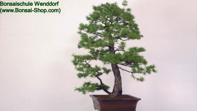 Japanische Mädchenkiefer Bonsai 50 Jahre 125cm OPINPAR501-10