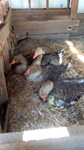 Серый гусь. смотреть онлайн