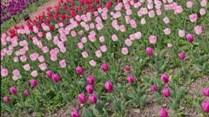 Весна отразилась в тебе