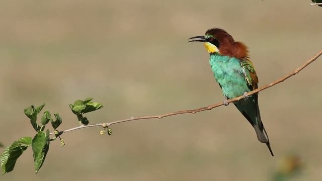 Arı Kuşu Merops apiaster - Rainbow bee-eater