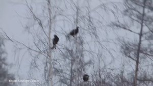 куртуйахтар