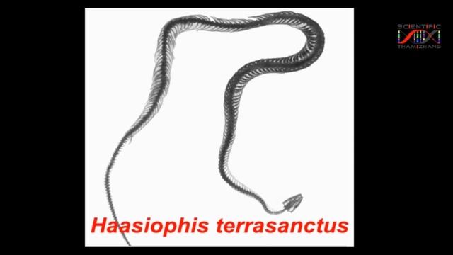 நடக்கும் பாம்புகள் - Origin and Evolution of Snakes- வாரம் ஒரு தொல்லுயிர் Tamil Part 2