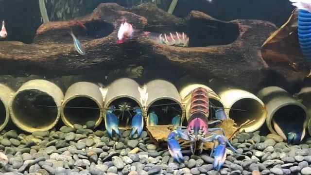 Cherax Pulcher смотреть онлайн