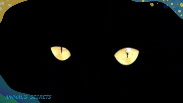 ▶ 10 Shocking Black Cat Myths 🙀 and Mysterious Facts About Black Cats! 🐱 смотреть онлайн