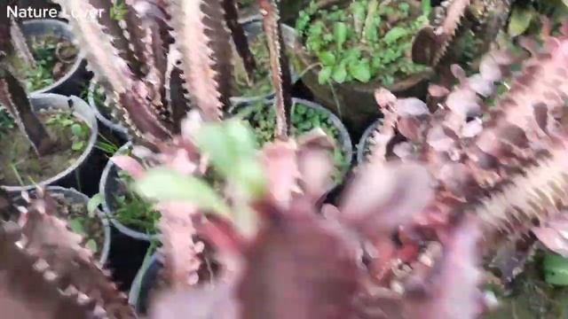 How to Grow & Care of Euphorbia Trigona Rubra Cactus 🌵 Plant #euphorbia #trigona #rubra #cactus смотреть онлайн