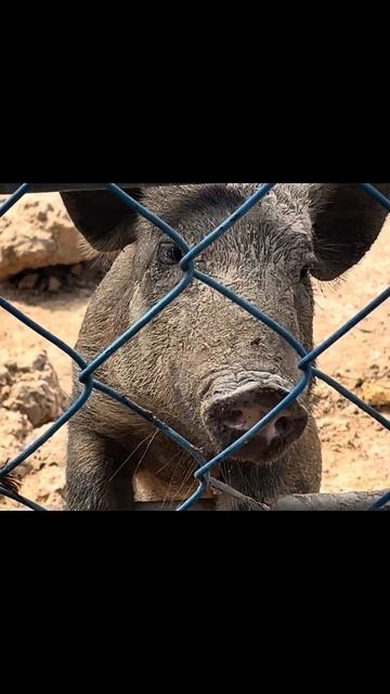 Animal Sounds: funny pig sound #animalsounds #animals #animalfunny #pig #pigsound #pigfunny смотреть онлайн