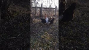 Наши куры несушки и их вождь ✌️😁#деревня #лпх #куры