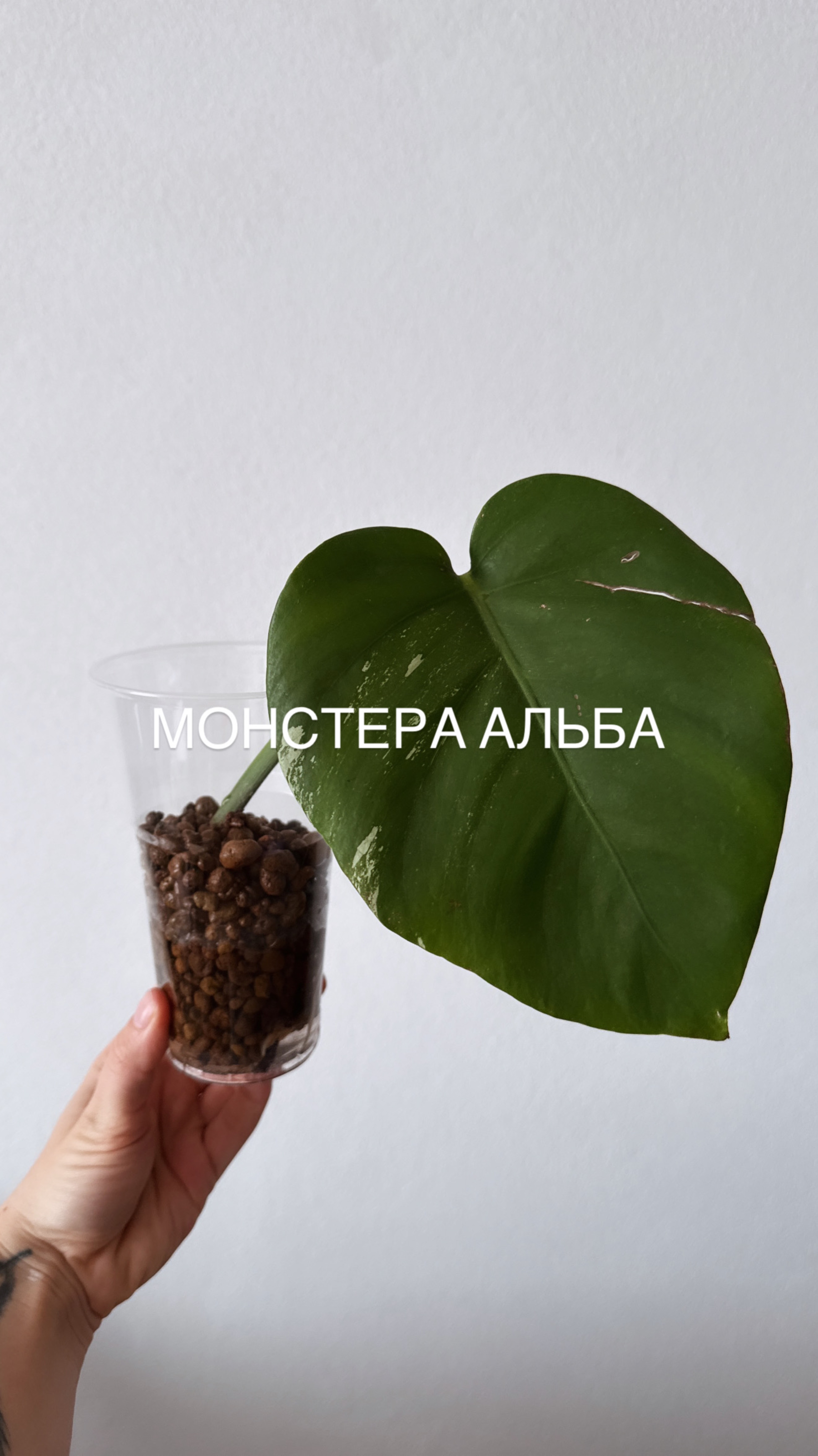 Пересаживаю черенки Монстеры Альбы