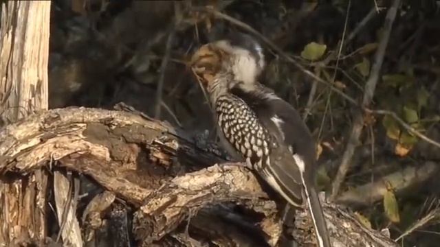 ~ Toko żółtodzioby (Tockus flavirostris) ~ Afryka Safari смотреть онлайн