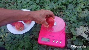 Нектарин Флеминг Фьюри PF 11