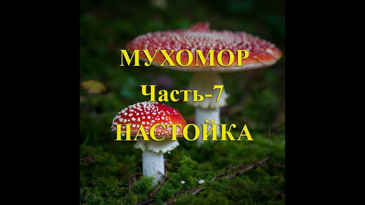 Мухомор. Часть 7.  Настойка.