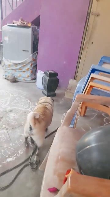 my dog video support and subscribe