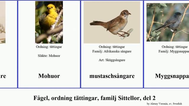 Fågel, ordning tättingar, familj Sittellor, del 2 bird drongo krombek långnäbbad timalia rödhättad смотреть онлайн