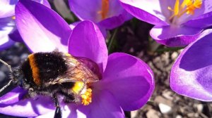 Весной природа оживает*    Мой сад ,   Первоцветы*