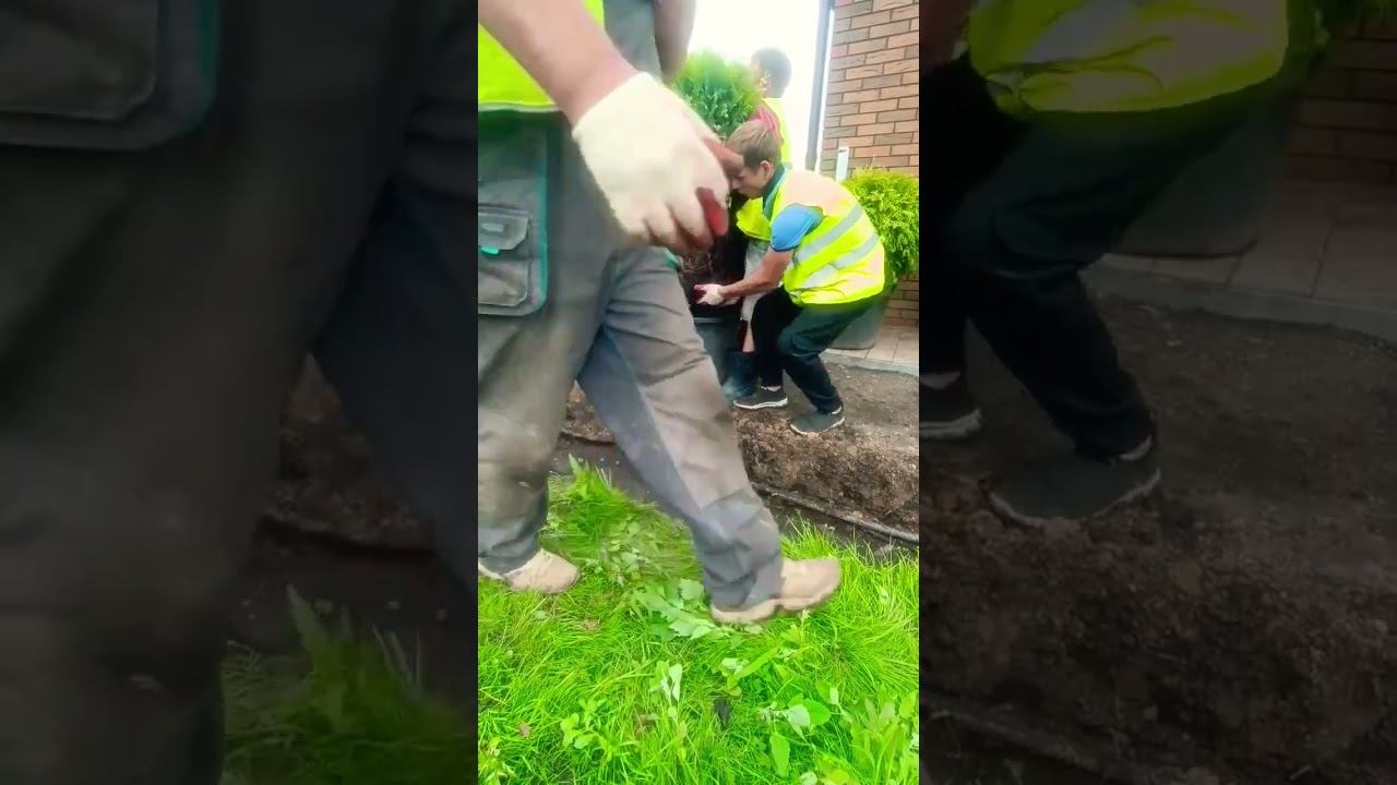 Посадка туй. Благоустройство участка