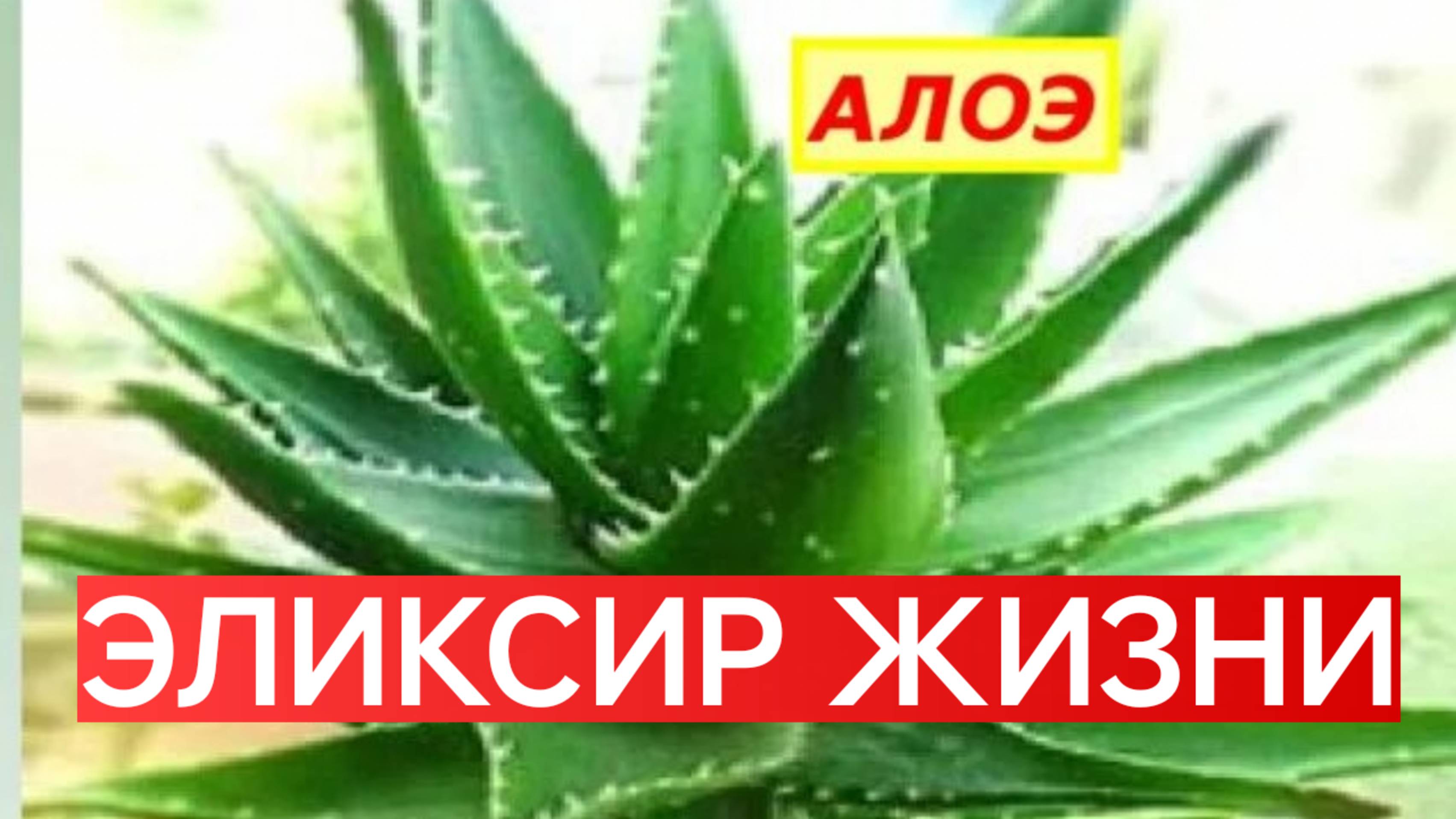 Алоэ__ Эликсир молодости Рецепт моей бабушки _Витаминная бомба
