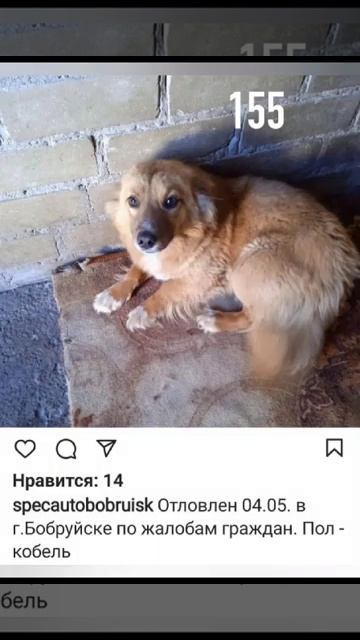 Сбор на вывоз бобруйских собачeк! СПАСЛИ