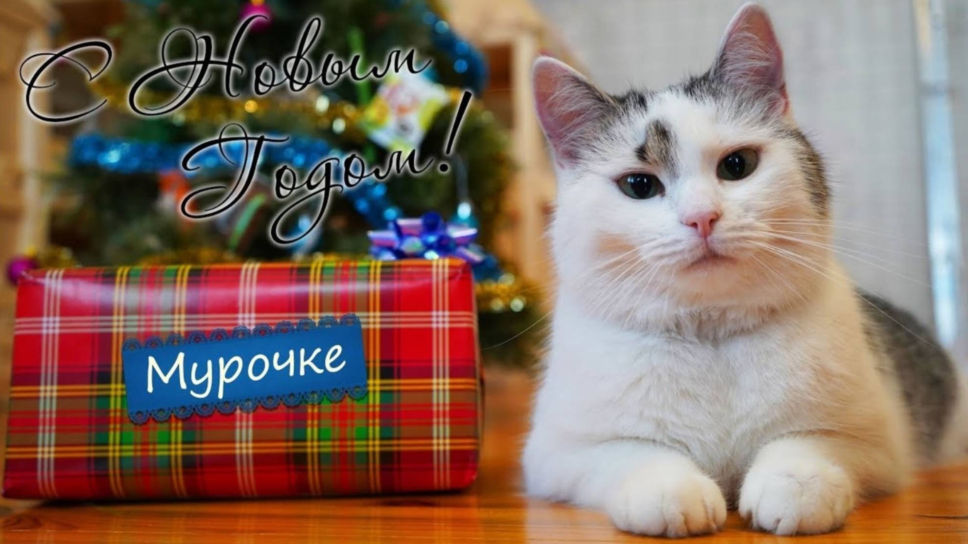 ЧТО ПОДАРИЛИ нашим ЖИВОТНЫМ на НОВЫЙ ГОД | А ну-ка давай-ка