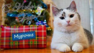 ЧТО ПОДАРИЛИ нашим ЖИВОТНЫМ на НОВЫЙ ГОД | А ну-ка давай-ка
