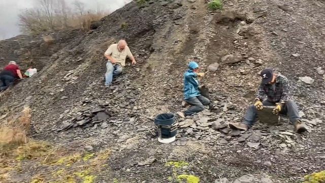 Huge Trilobites! Giant Dipleura Found. Fossil Hunting and Fossil Collecting with Chris. Fossils