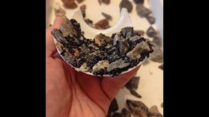 Террариум (Крабариум) для крабов Дьяволов (Geosesarma)