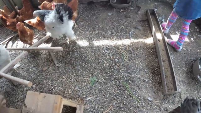 Маша кролики и курочки - Mary rabbits and chickens