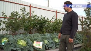 Применение Вигор Форте и Агровин на белокочанной капусте